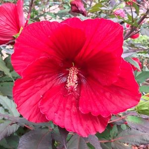 Meet your Posher, Brandy